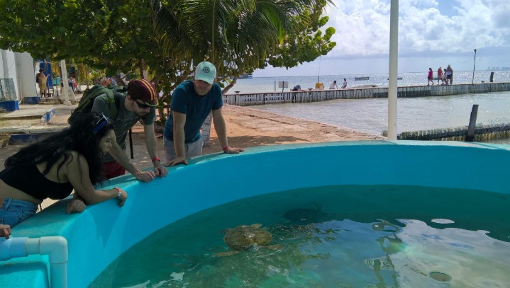 Tortugranja, el santuario en Isla Mujeres que recibe 50 mil visitas anuales