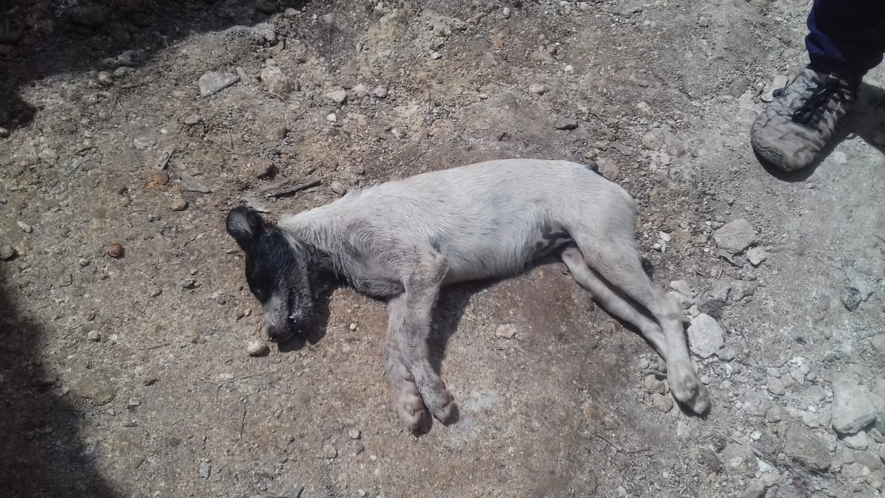 En múltiples ocasiones han envenenado animales en la localidad En múltiples ocasiones han envenenado animales en la localidad