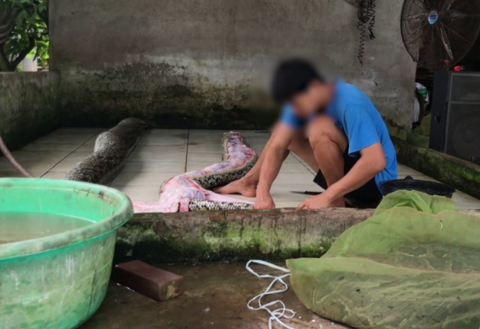 Un trabajador despellejando a una serpiente pitón Un trabajador despellejando a una serpiente pitón