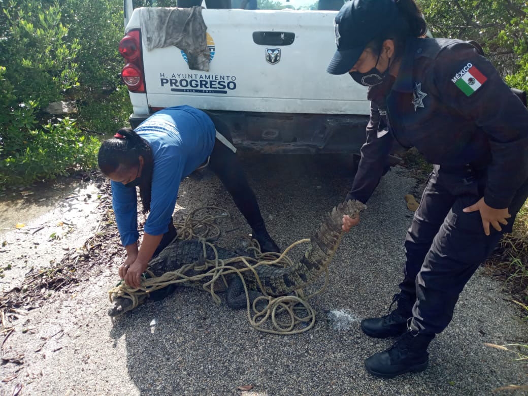 ¿Qué hacer si ves a un cocodrilo en las calles de Progreso?