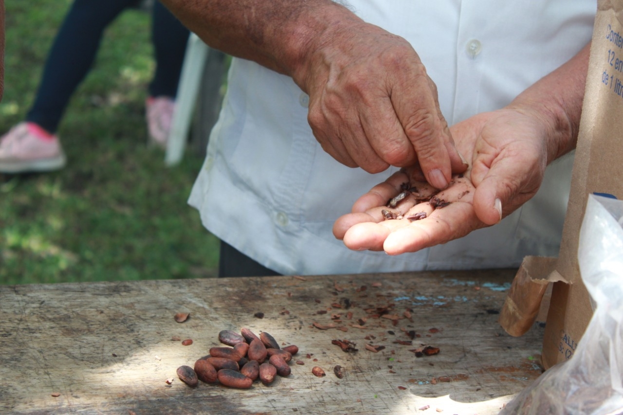 El cacao es la base del chocolate