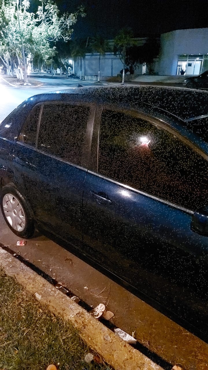 Un arribo anterior se registró hace poco más de un mes, pero con el paso de los Frentes Fríos y la lluvia se disipó