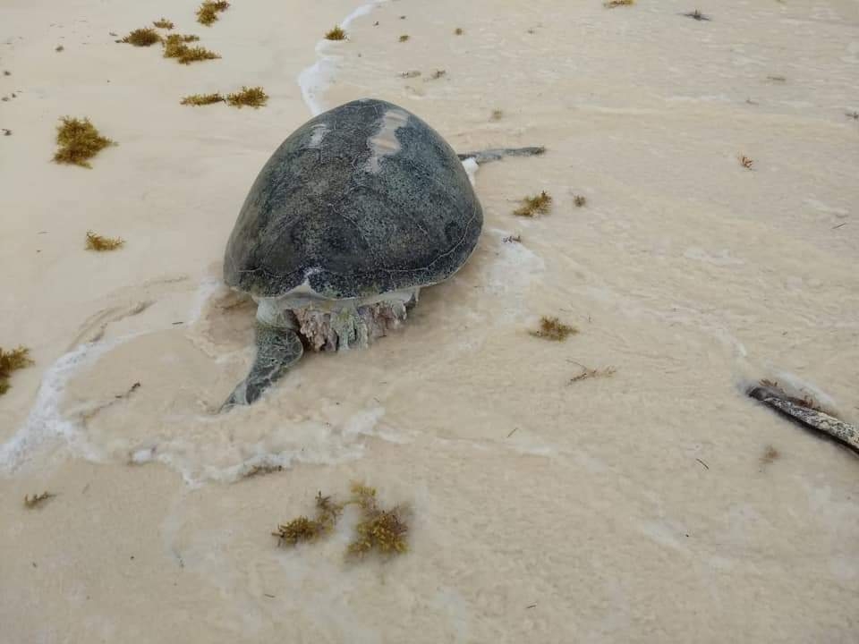 La tortuga muerta era de la especie Chelonia Mydas La tortuga muerta era de la especie Chelonia Mydas