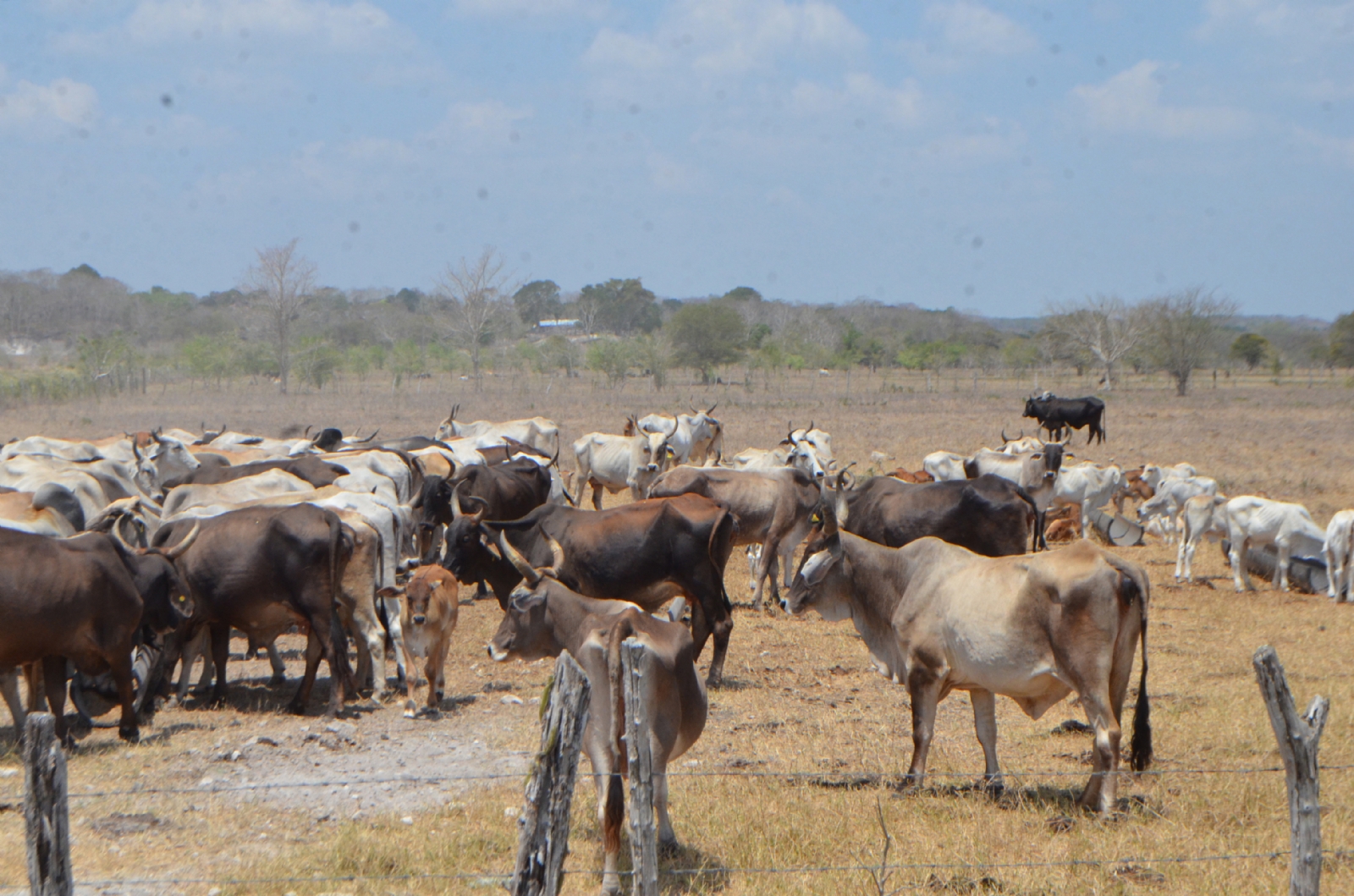 Sector ganadero de Quintana Roo, está en riesgo por las altas temperaturas: UGR