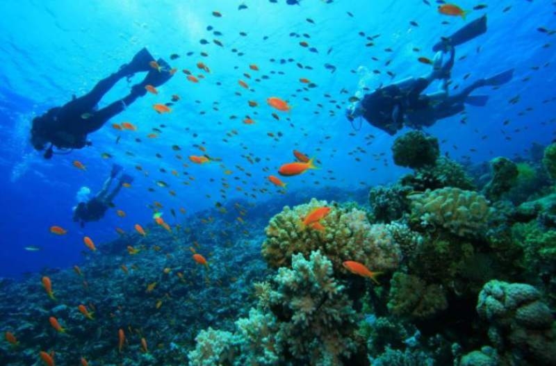 Sistema Arrecifal Mesoamericano: Hogar de especies en peligro de extinción