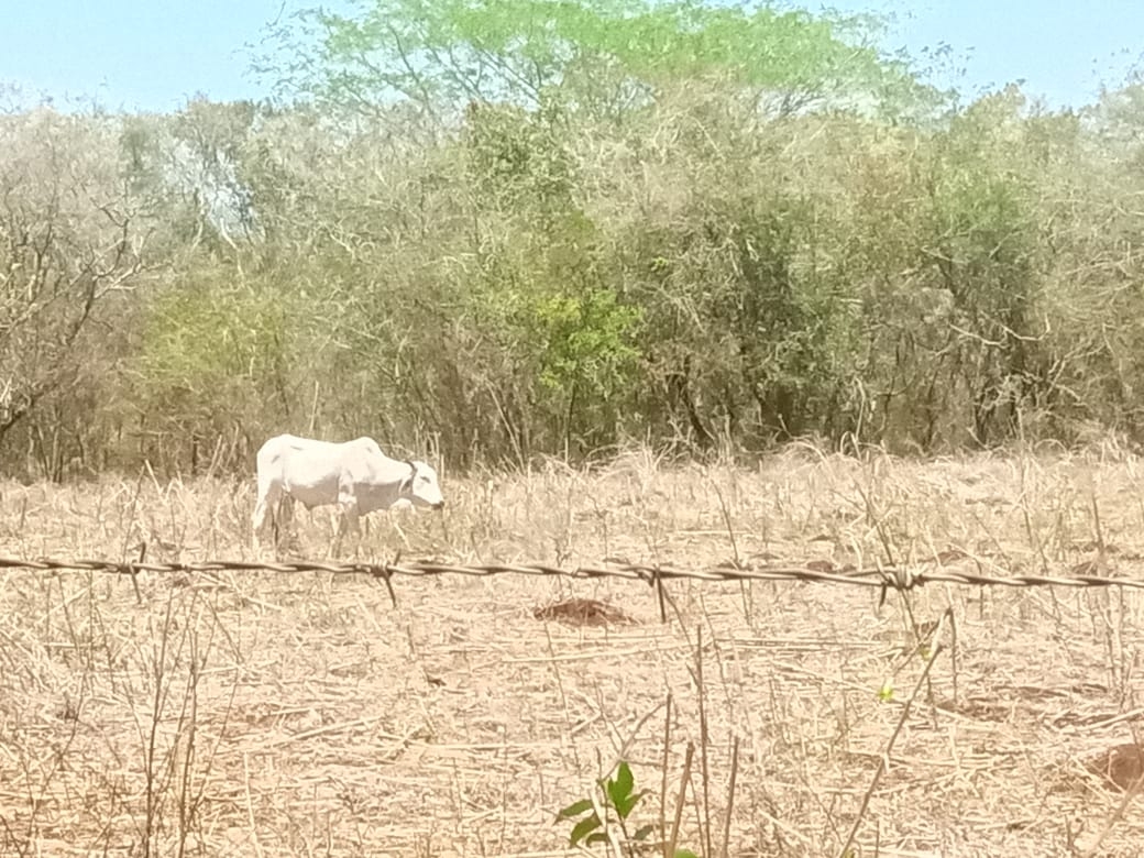 Los ganaderos se las han tenido que ingeniar para poder criar a sus animales