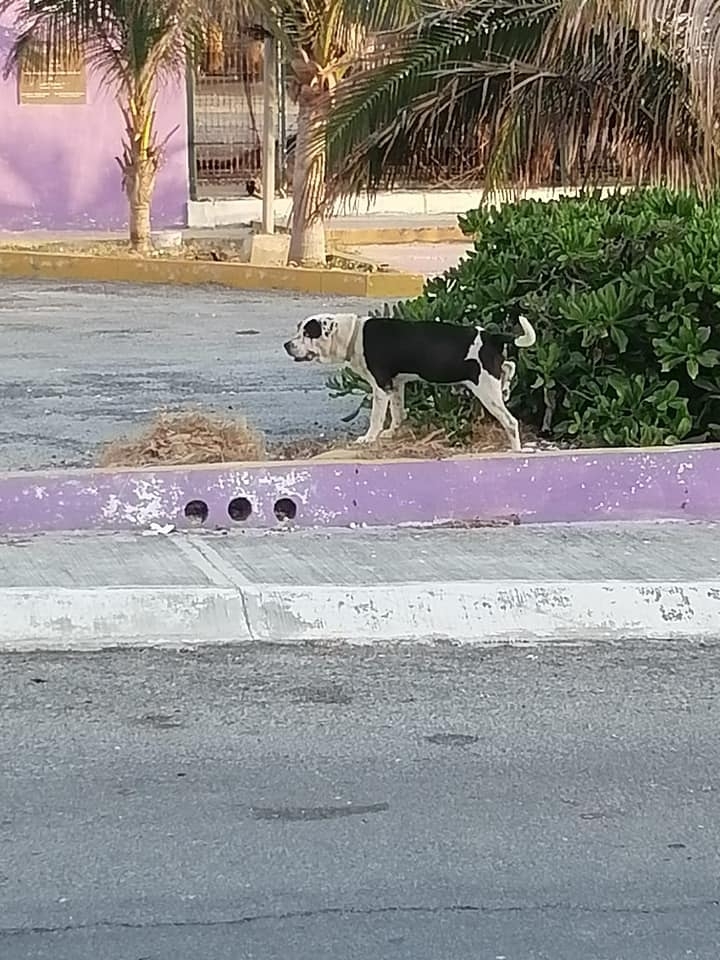No es la primera vez que se denuncia ante la instancia municipal el ataque de perros No es la primera vez que se denuncia ante la instancia municipal el ataque de perros