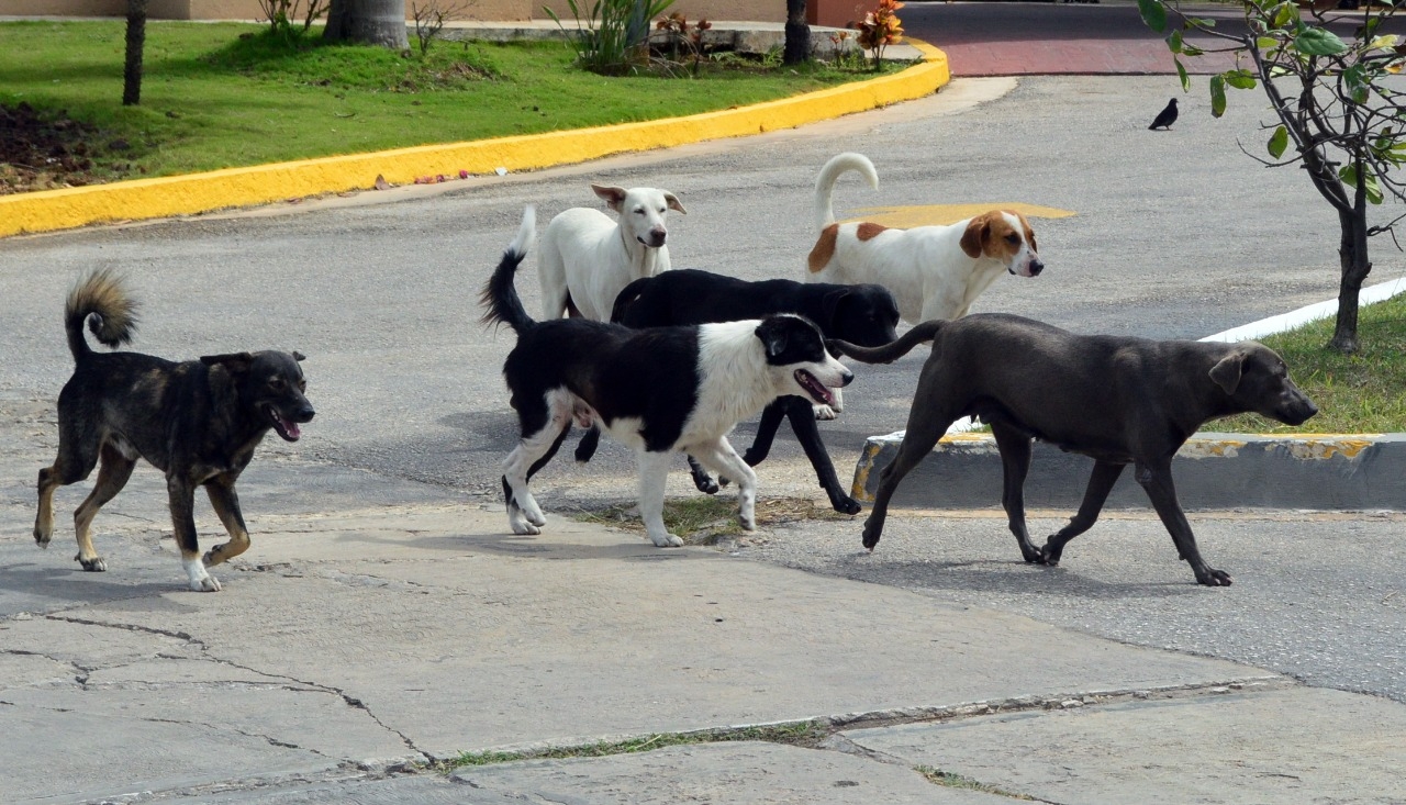 Animalistas piden dejar trastes con agua en las calles para los perros