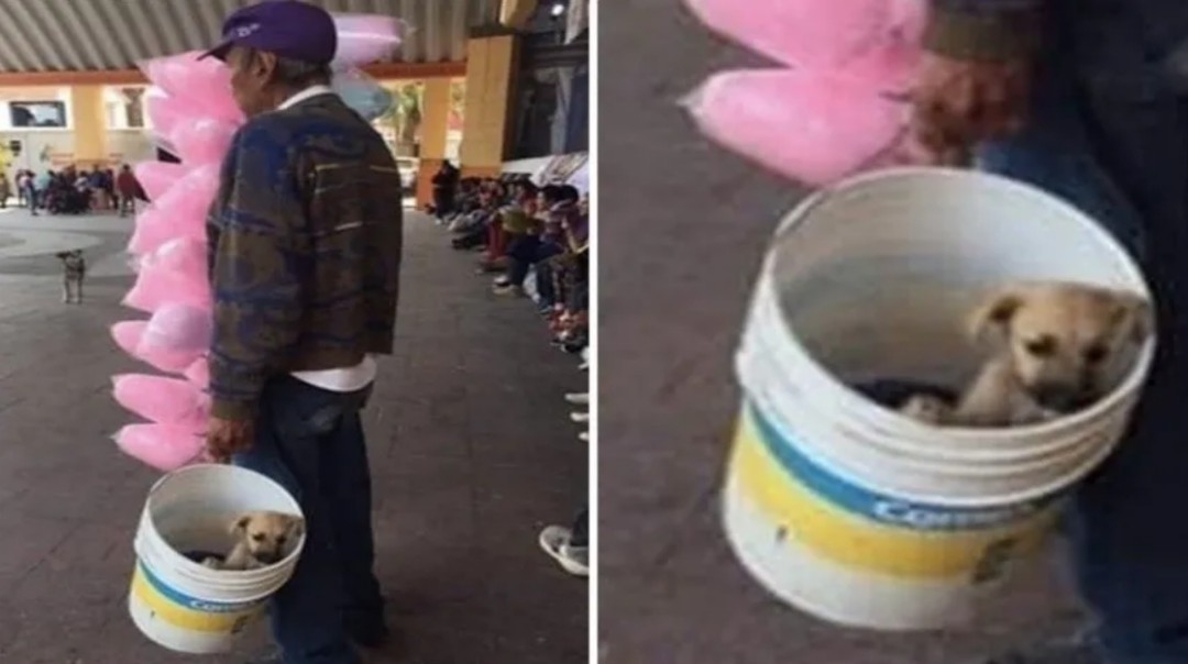 La tierna fotografía de un abuelito a lado de su cachorrito rescatado La tierna fotografía de un abuelito a lado de su cachorrito rescatado
