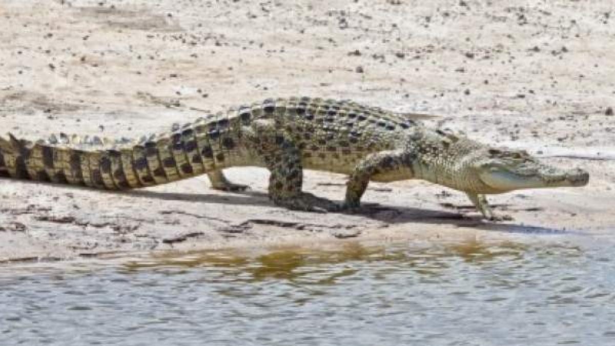 Cocodrilo muerde a pescador en el rostro en Candelaria, Campeche