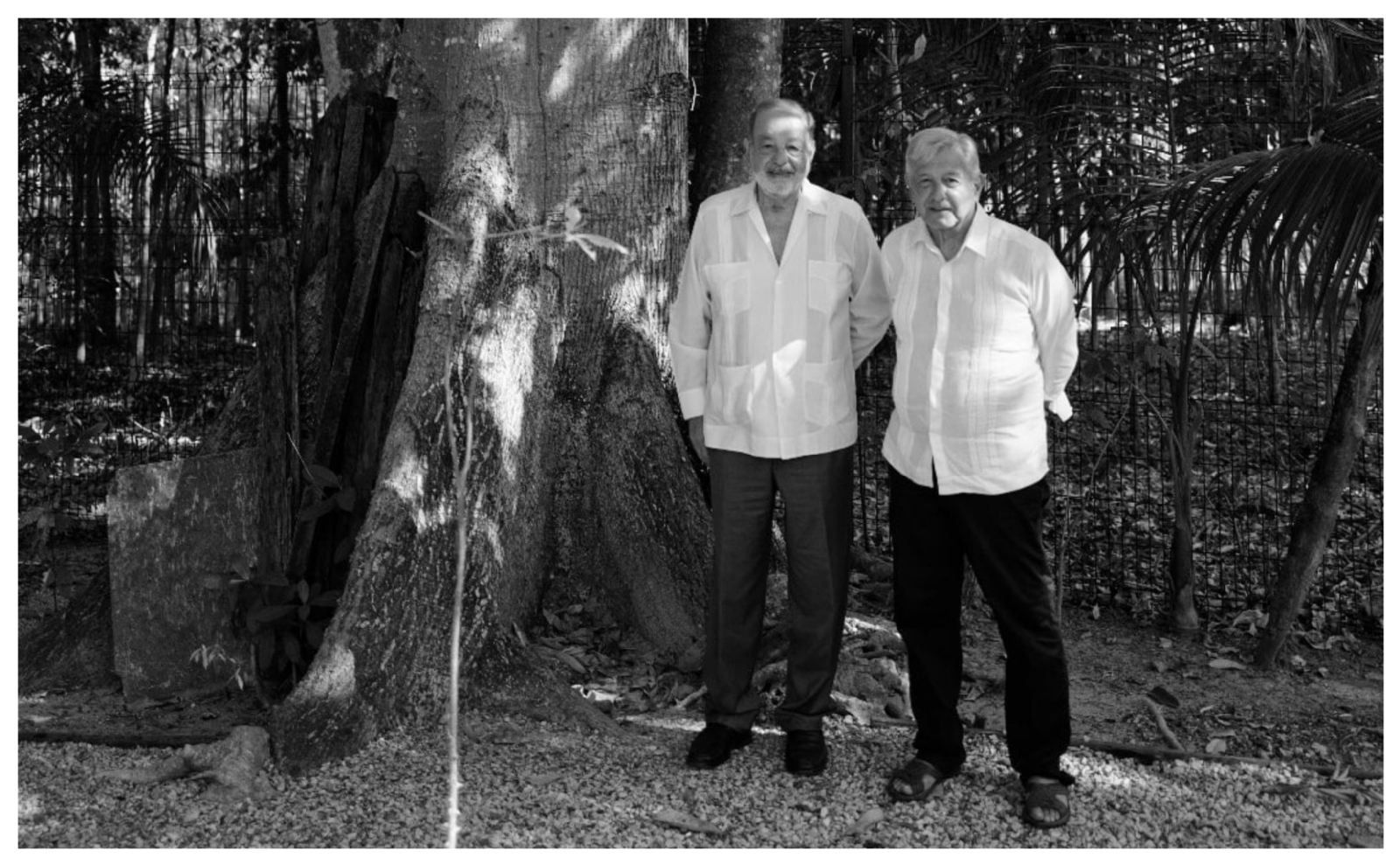 López Obrador y Carlos Slim, al costado de una ceiba