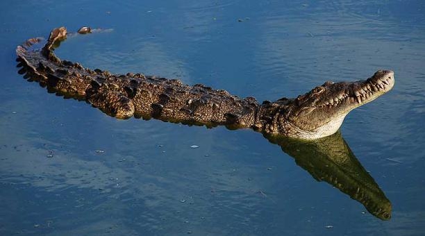 Los cocodrilos habitan en partes de Cancún