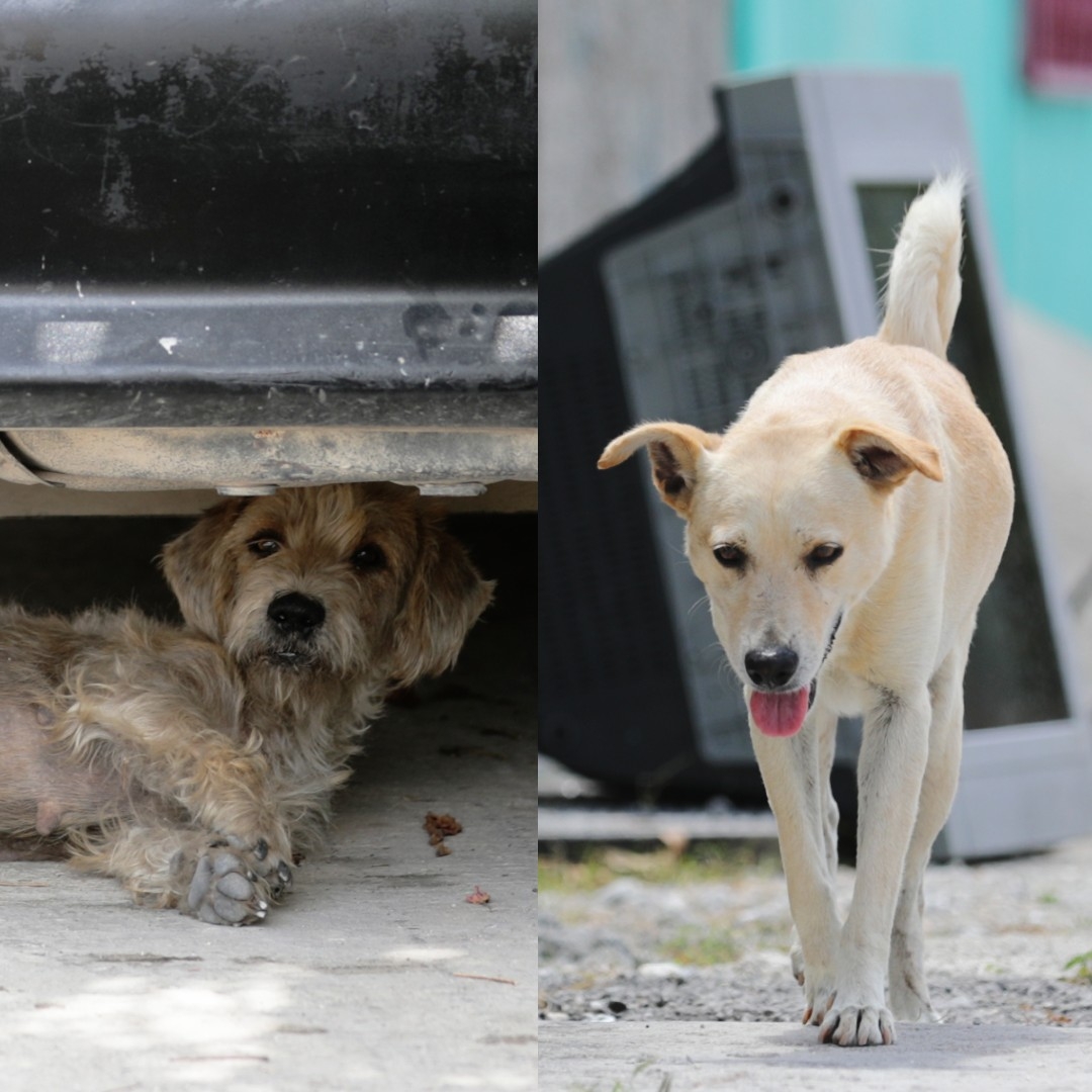 Aumenta el abandono de perros adoptados en Cancún