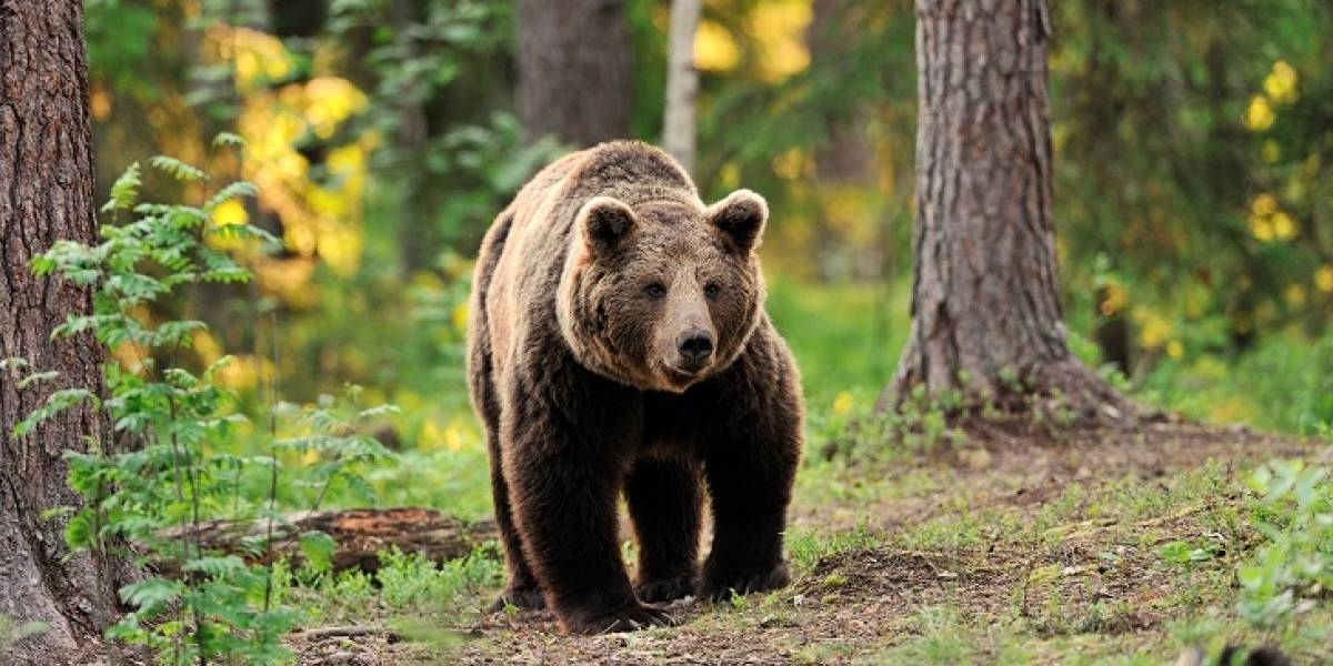 Familiares del occiso pidieron la muerte del oso Familiares del occiso pidieron la muerte del oso
