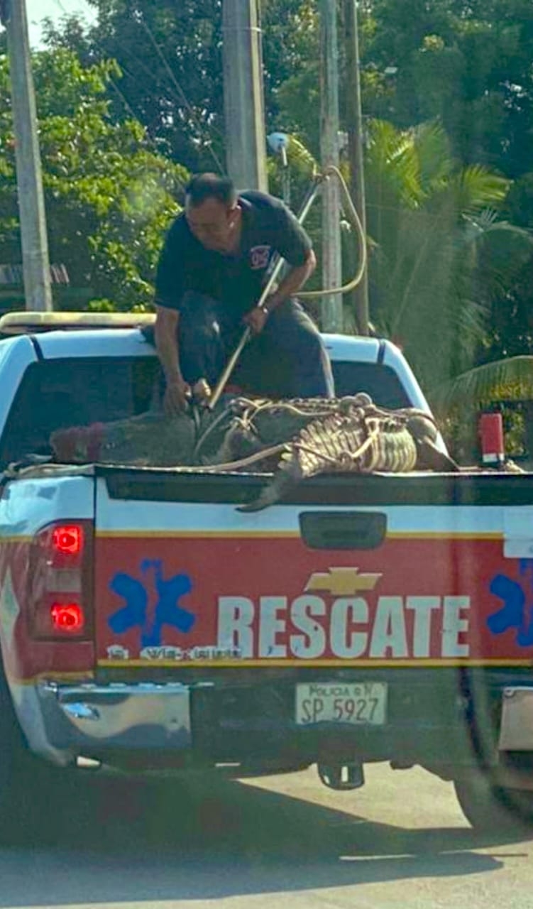 Cocodrilo 'Chencho' arriba de la camioneta de rescate