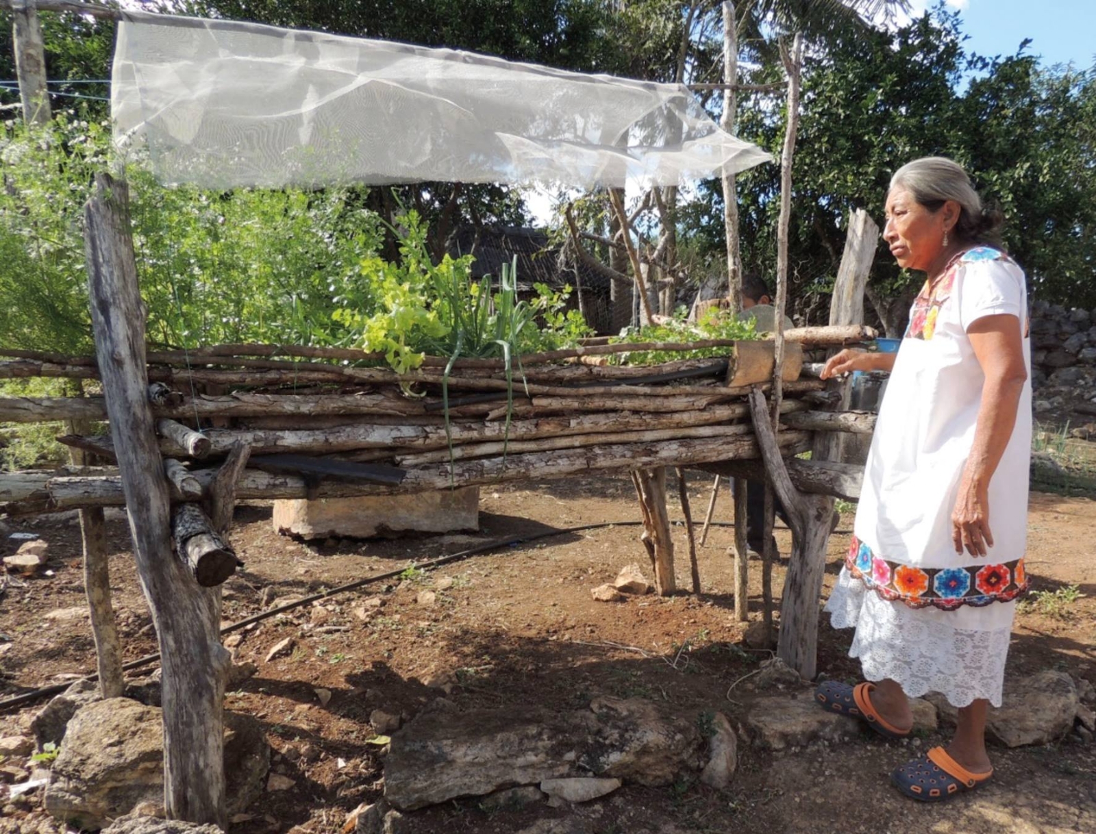 Ka’anche’: La técnica ancestral maya en Campeche para cultivar alimentos en casa