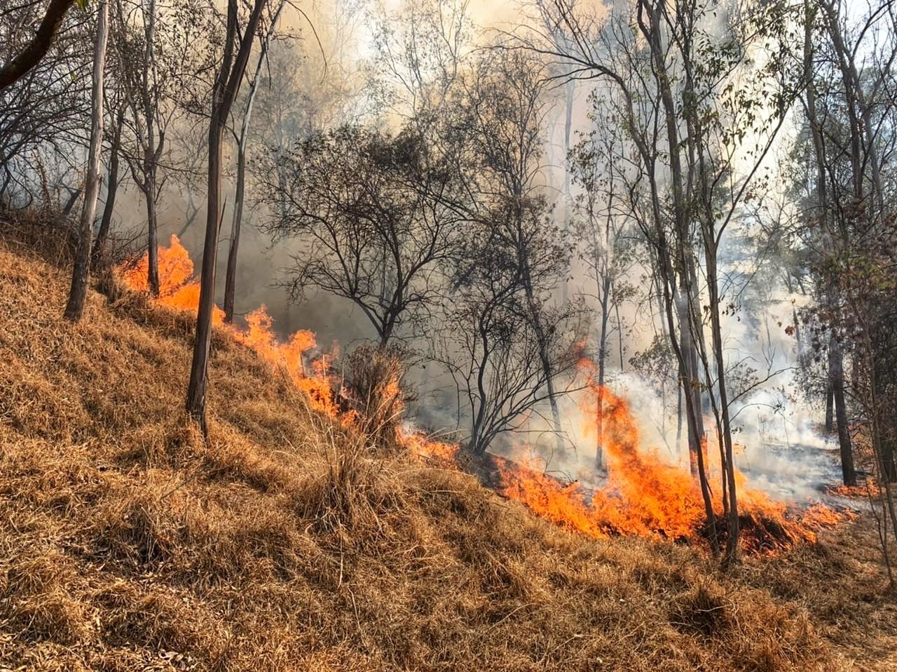 El fuego se registró en la tercera sección del Bosque de Chapultepec