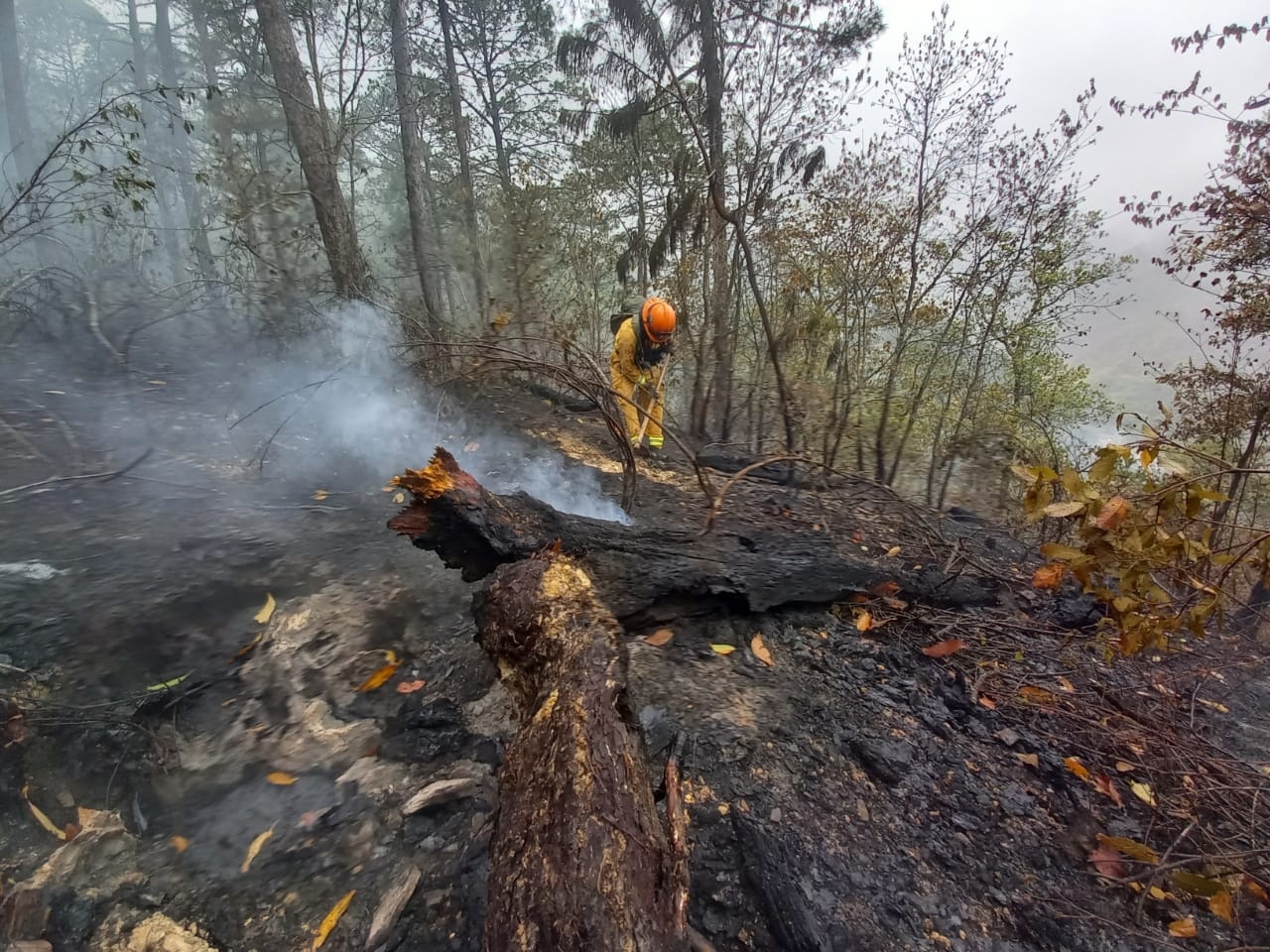 Un brigadista elimina cualquier riesgo de un nuevo incendio