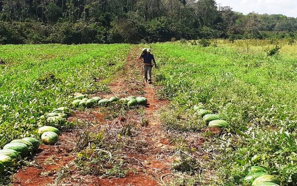 Productores de sandía en José María Morelos abaratan precio de la fruta