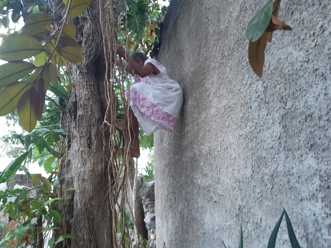 Doña Mechita, la abuelita que se subió a un árbol de caimitos en Tizimín