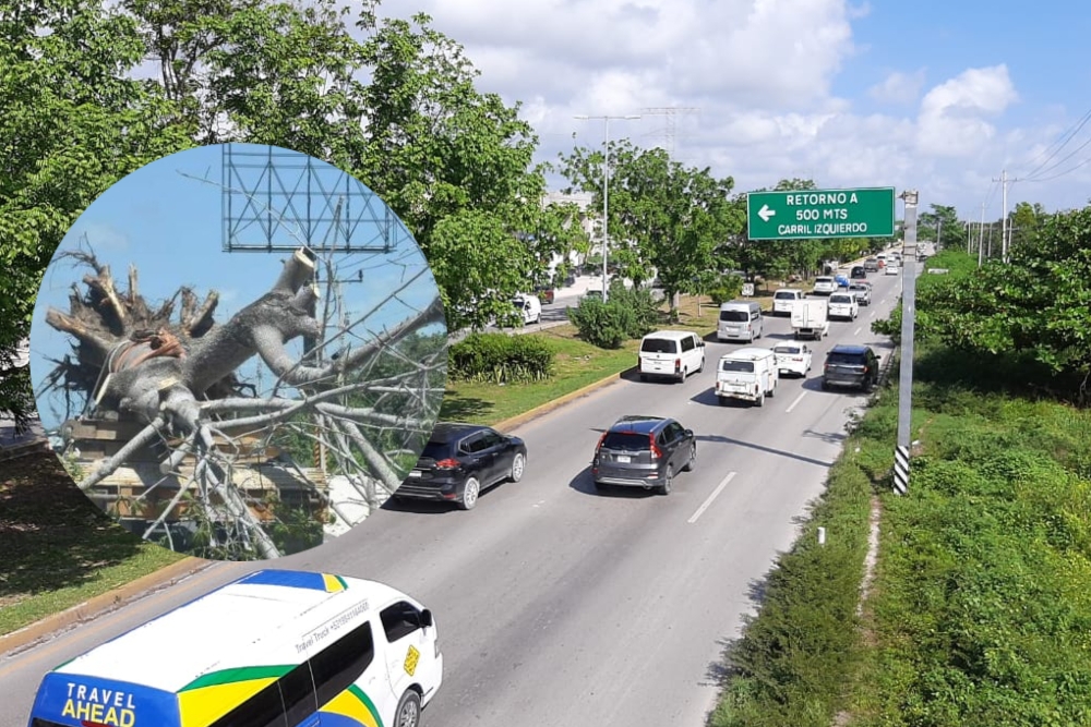 Un estudio contabilizó más de 20 mil árboles en la carretera federal