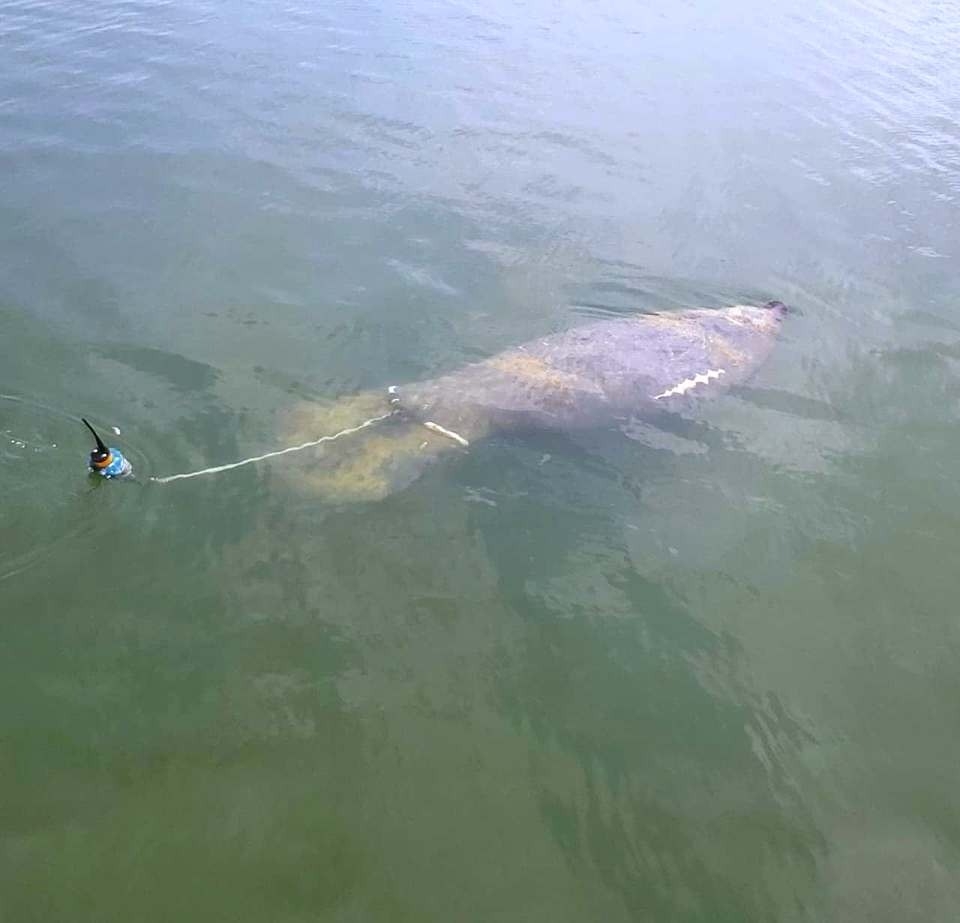 El Manatí visita comúnmente las costas de Quintana Roo y su mayor concentración se registra en la bahía de Chetumal.