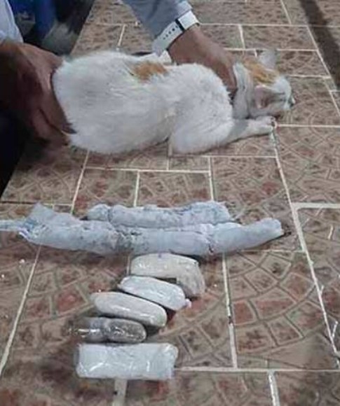 el gato fue entregado a una fundación defensora de los animales