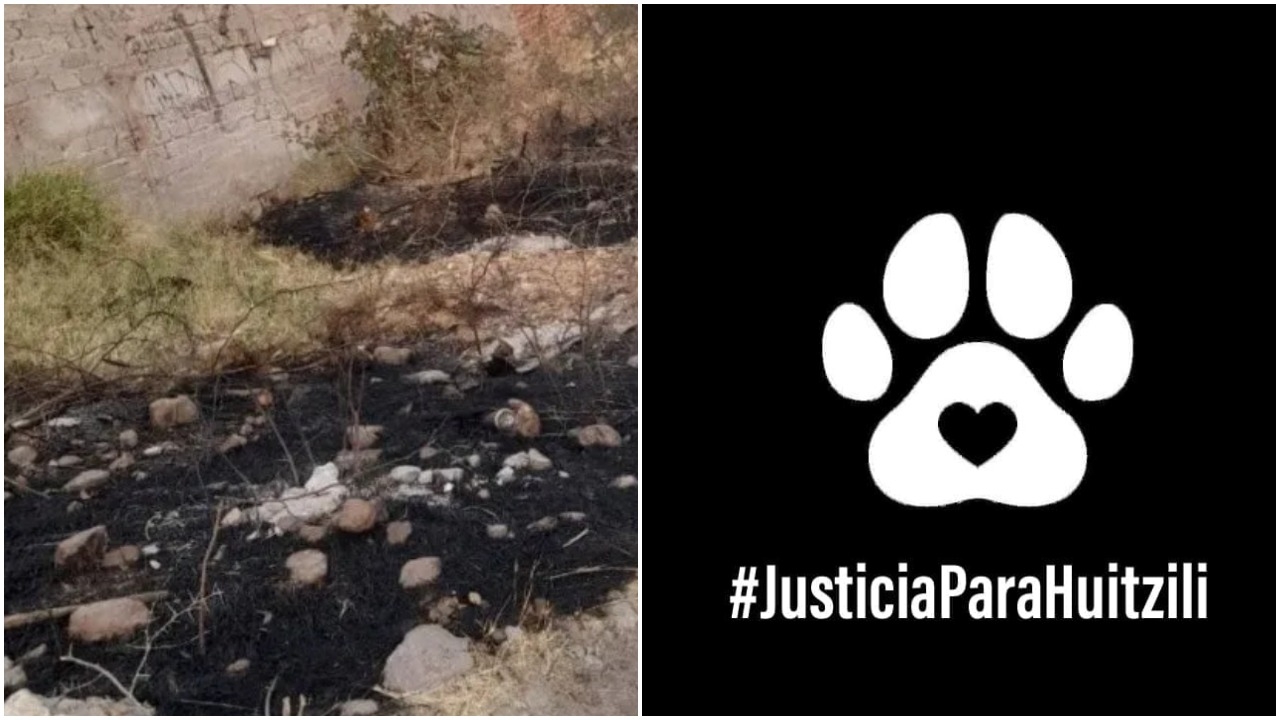 #JusticiaParaHuitzili Jóvenes queman vivo a un cachorro en León