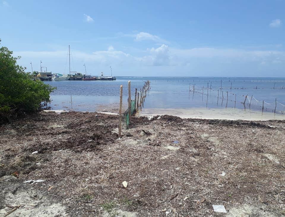 Las barreras artesanales ayudan a contener el sargazo