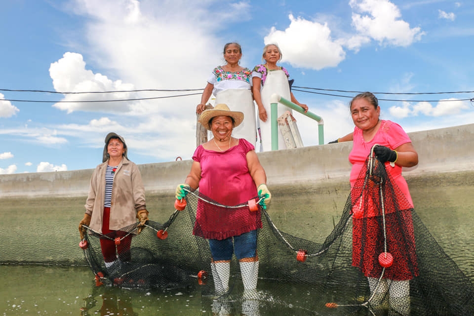 La disponibilidad de peces se está estancando; no ha habido aumento, sólo bajas La disponibilidad de peces se está estancando; no ha habido aumento, sólo bajas