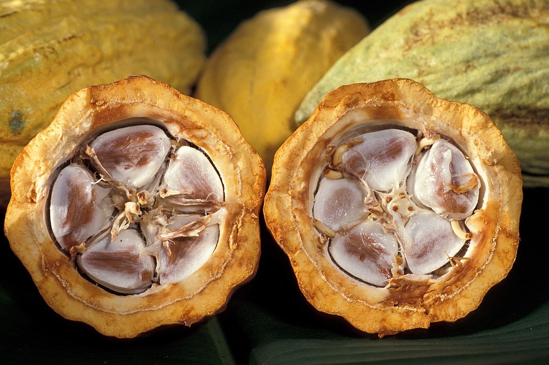 Interior de la vaina del cacao