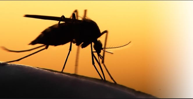 La OMS publicará un informe sobre los países que han erradicado casi por completo la malaria La OMS publicará un informe sobre los países que han erradicado casi por completo la malaria