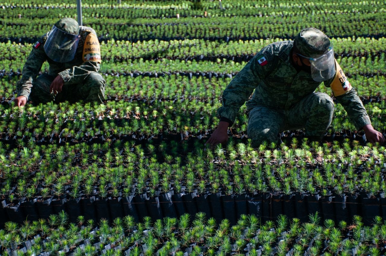 Vivero de "Sembrando Vida", administrado por la SEDENA