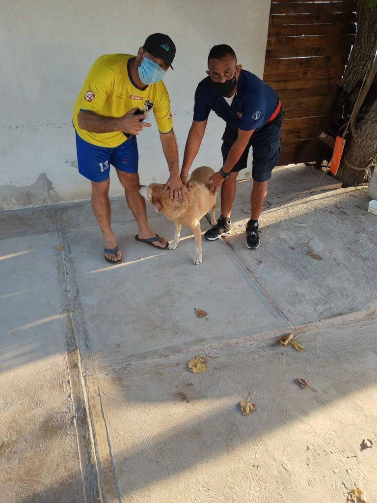 La perrita fue hallada cuando los oficiales navegaban en rutina de vigilancia y se percataron de un can que luchaba por mantenerse a flote La perrita fue hallada cuando los oficiales navegaban en rutina de vigilancia y se percataron de un can que luchaba por mantenerse a flote