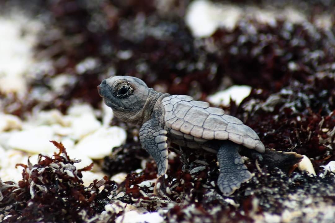 Se registra el primer nido de tortuga marina de la temporada 2021 en Mahahual