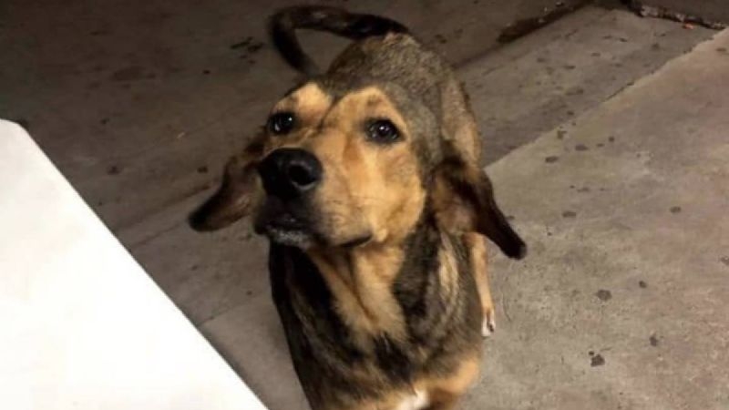 Hombre que mató al perrito ‘Rodolfo Corazón’ es vinculado a proceso
