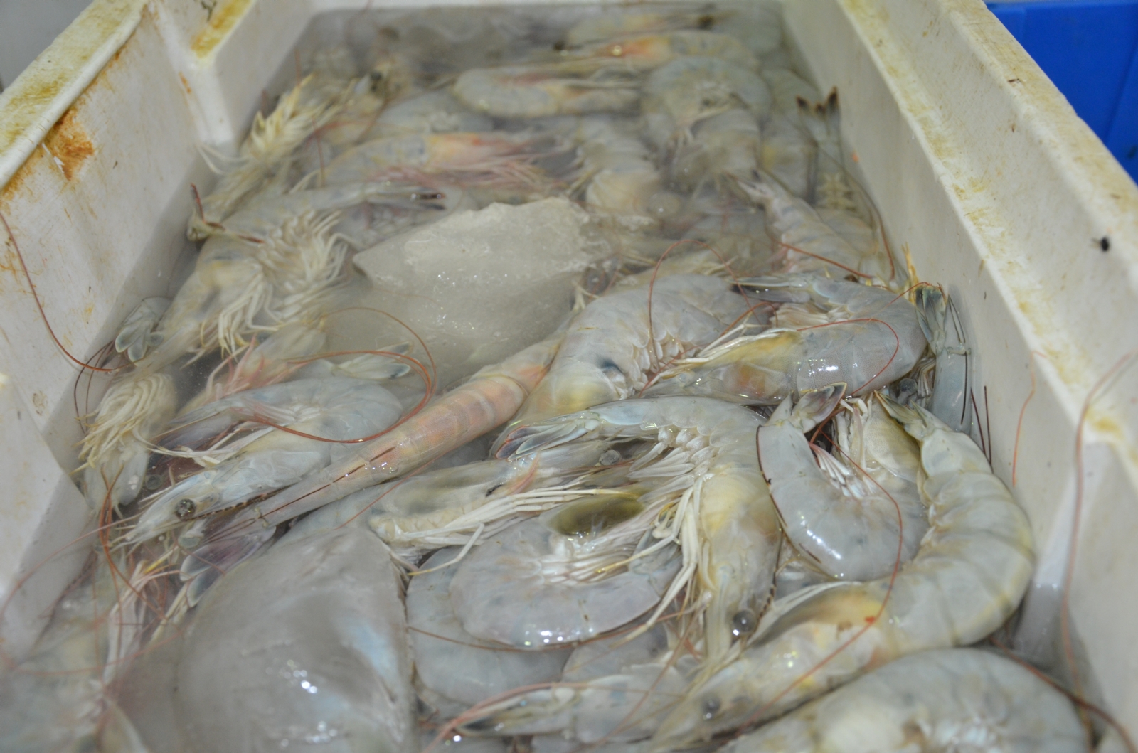 Con la veda del camarón unas 60 lanchas dejarían de capturar esta especie y la del camarón blanco