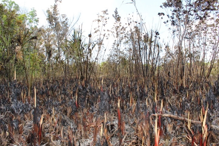 De los 80 incendios activos solo 10 se concentran en la Región Sureste del país De los 80 incendios activos solo 10 se concentran en la Región Sureste del país