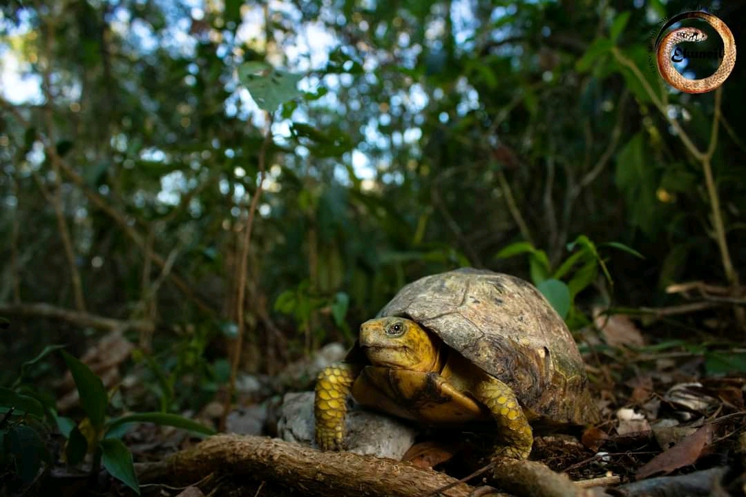 Cuenta con animales exóticos que pueden atraer a los turistas