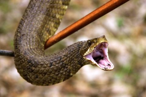 Qué hacer en caso de ser mordido por una serpiente venenosa