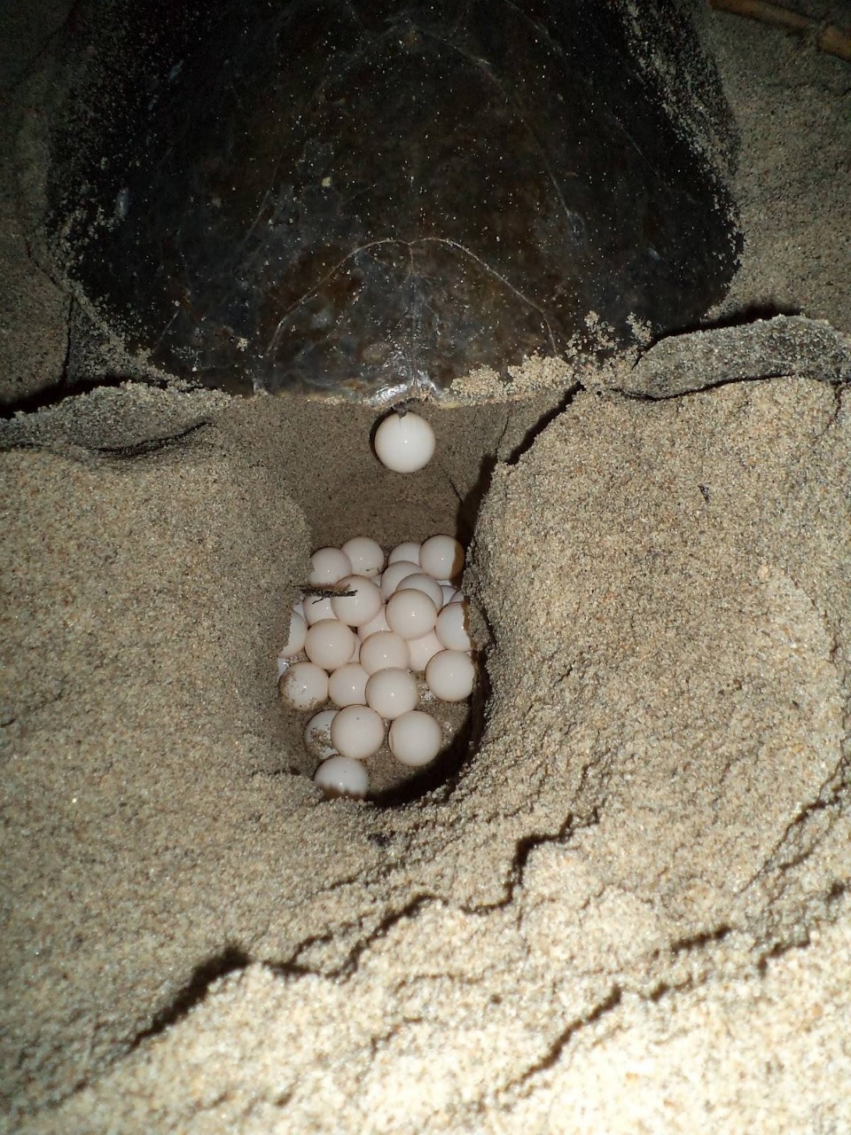 Otro de los motivos de los saqueos, es que la gente sigue creyendo que los huevos de tortuga son estimulantes sexuales Otro de los motivos de los saqueos, es que la gente sigue creyendo que los huevos de tortuga son estimulantes sexuales
