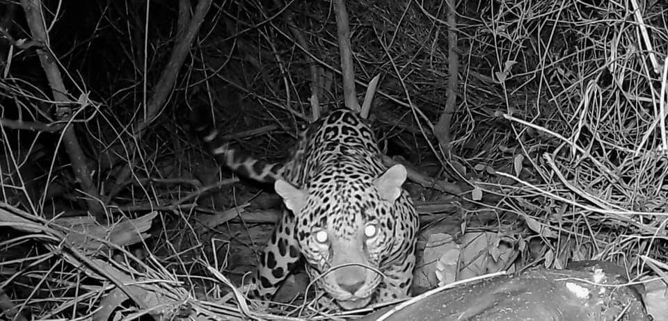 El jaguar fue avistado en Mahahual y los ambientalistas lo monitorean El jaguar fue avistado en Mahahual y los ambientalistas lo monitorean