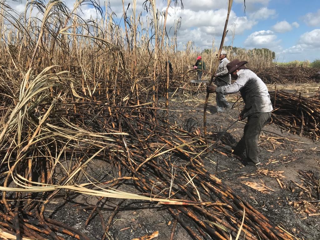 Aseguran 19 mil 732 hectáreas de caña contra incendios forestales en la ribera del río Hondo