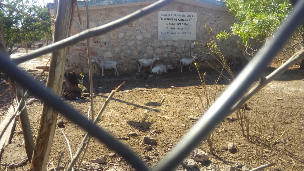 Utilizan patio de escuela como corral en Tixkokob