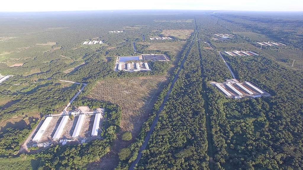 Plantas y animales de la selva son vitales para la biodiversidad