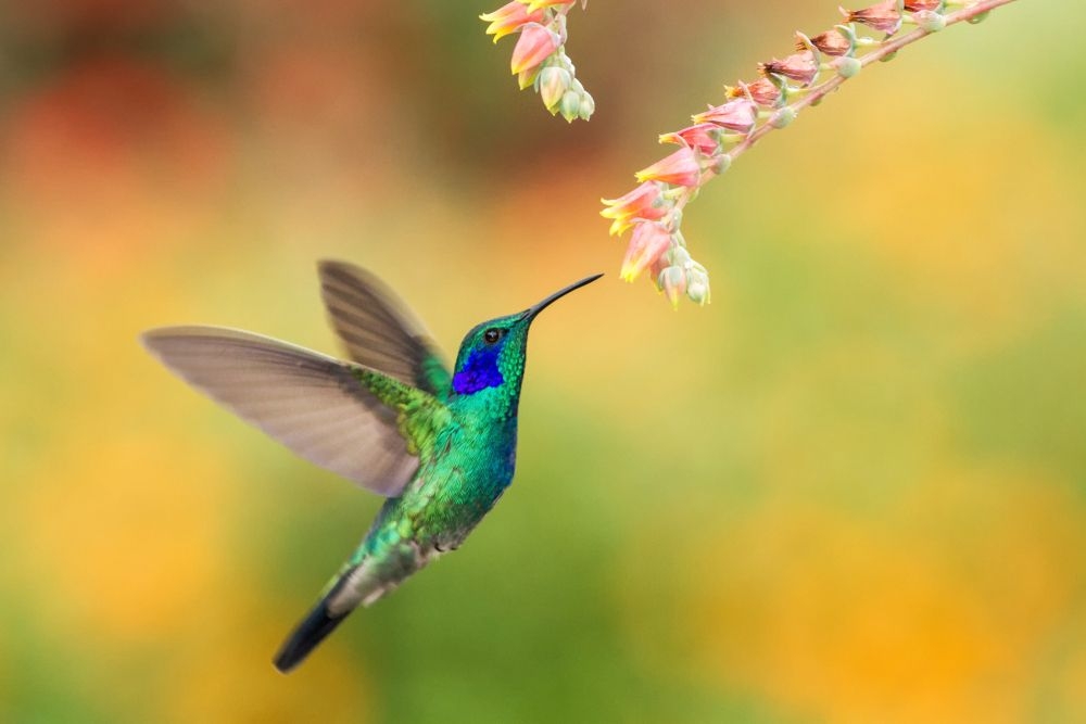 Los colibríes no pueden guardarse en jaulas, fueron creados por los dioses para volar libremente