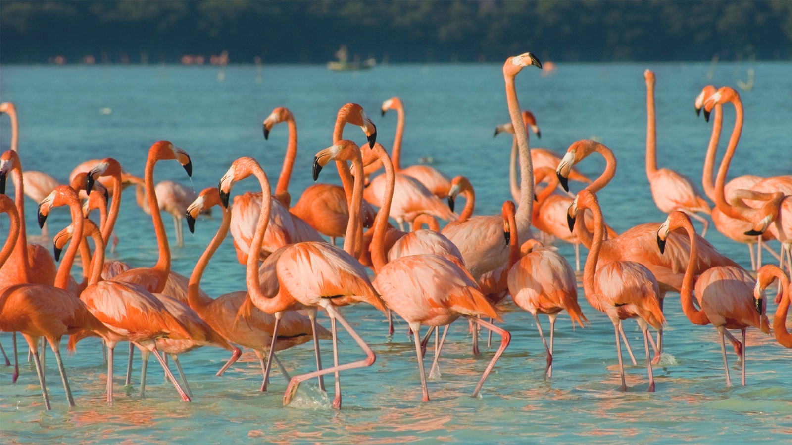 Los flamencos son uno de los atractivos naturales del Pueblo Mágico de Sisal
