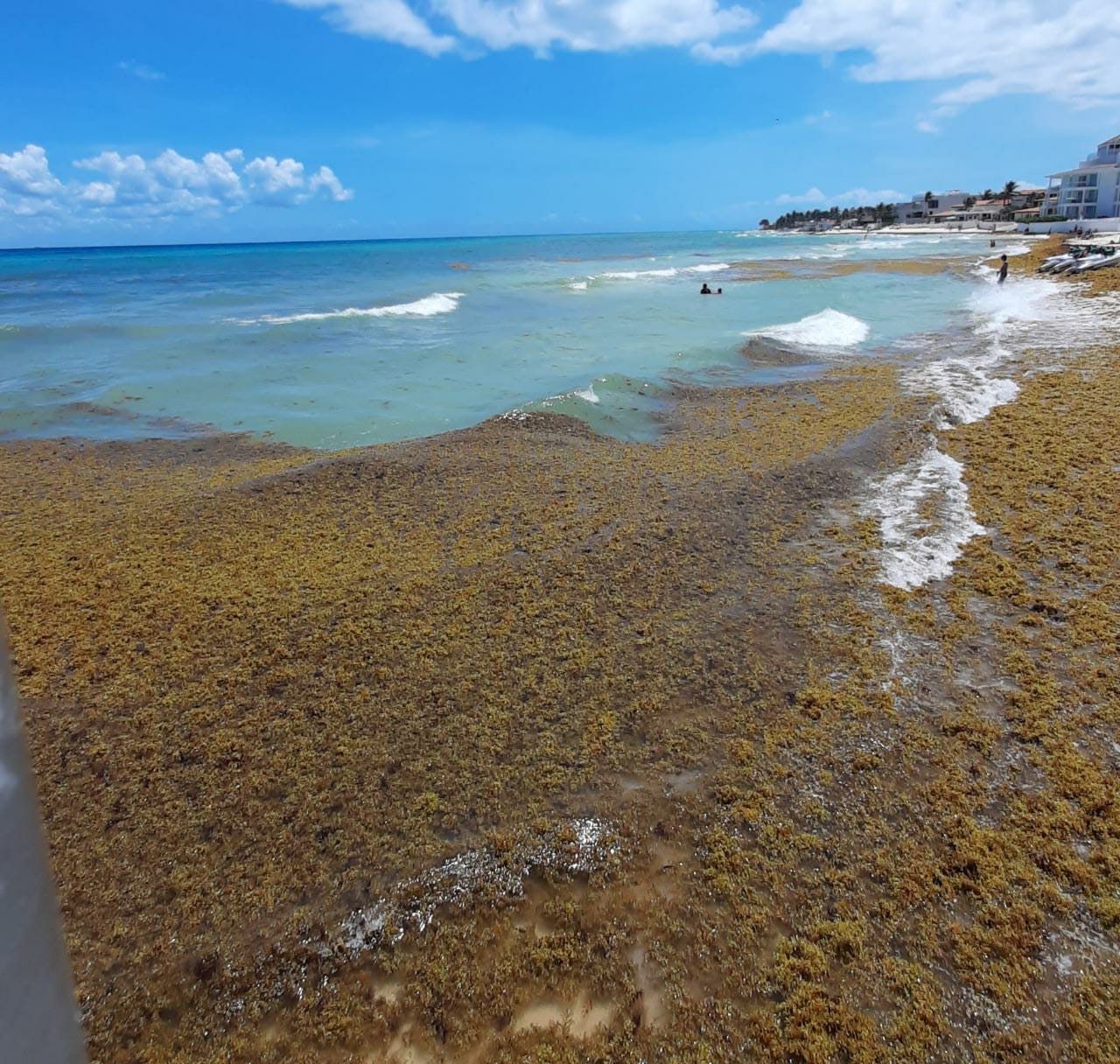 Así lució el recale de sargazo en Playa del Carmen