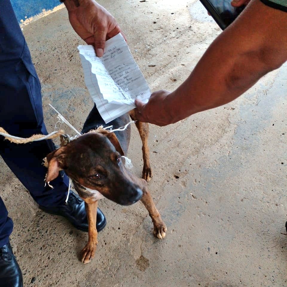 El comunicado oficial va acompañado de una foto donde aparece un perro flaco de color marrón sujetado por una persona con uniforme que muestra una carta El comunicado oficial va acompañado de una foto donde aparece un perro flaco de color marrón sujetado por una persona con uniforme que muestra una carta