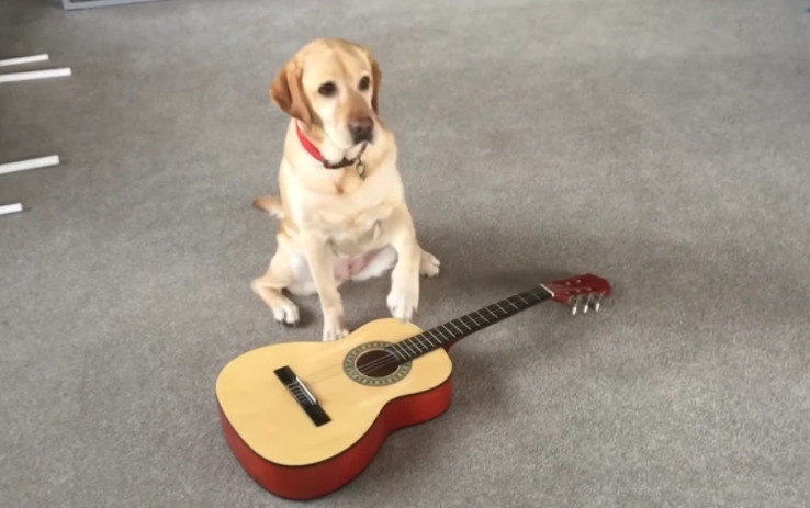 Perrita toca la guitarra, el piano y la batería Perrita toca la guitarra, el piano y la batería